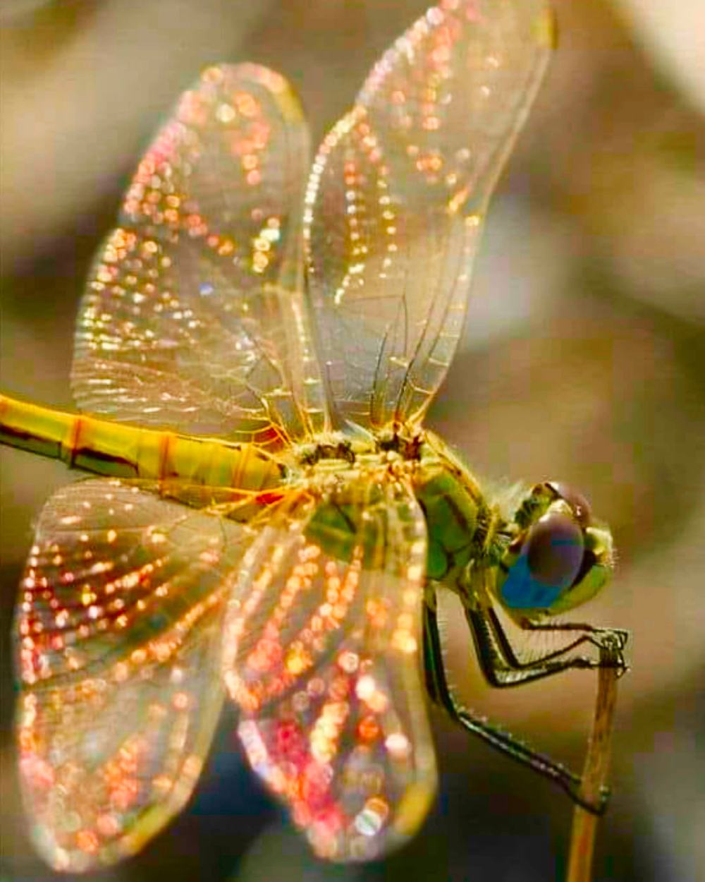Dragonfly with iridescent wings